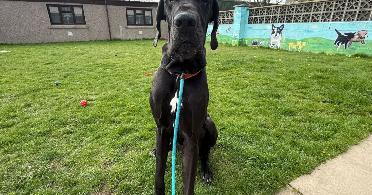 Thor | Mrs Murrays Cat & Dog Home