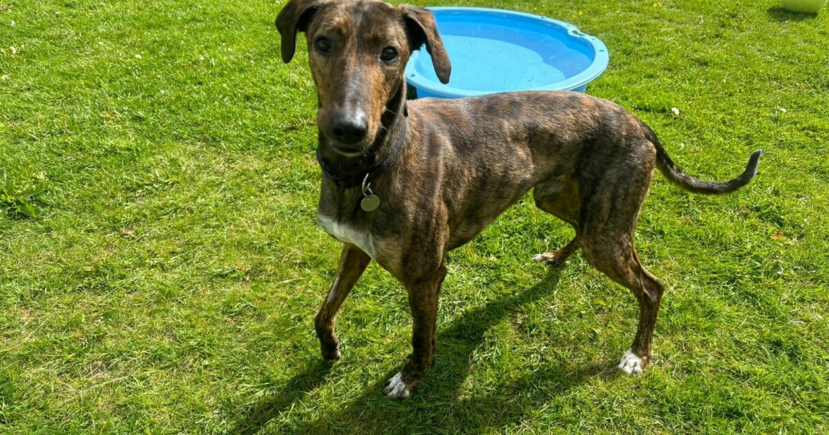 Diego | Mrs Murrays Cat & Dog Home