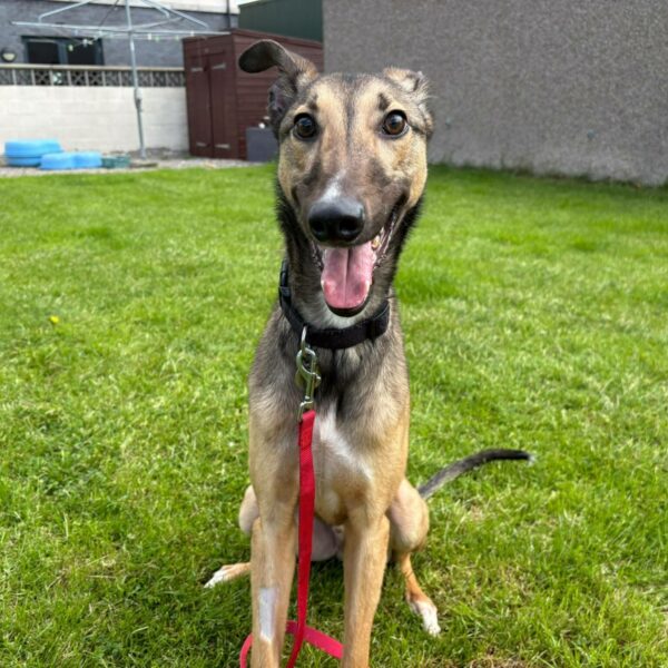 Noodle, a 2 years old male Lurcher available for adoption from Mrs Murray's in Scotland
