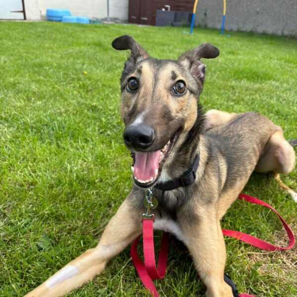 Noodle, a 10 months old male Lurcher available for adoption from Mrs Murray's in Scotland