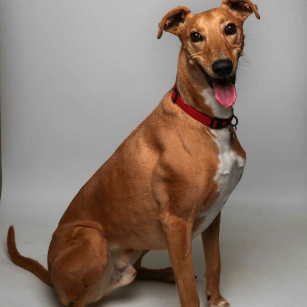 Hunter, a 2 years old male Lurcher available for adoption from Mrs Murray's in Scotland