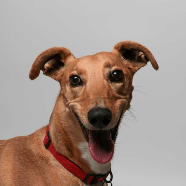 Hunter, a 7 years old male Lurcher available for adoption from Mrs Murray's in Aberdeen, Scotland