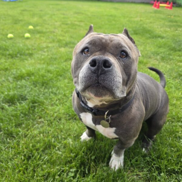 Beans, a 4 years old female Bulldog available for adoption from Mrs Murray's in Scotland