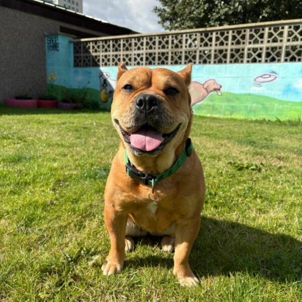 Bonnie, a 2 years old female Shar Pei X French Bulldog available for adoption from Mrs Murray's in Scotland