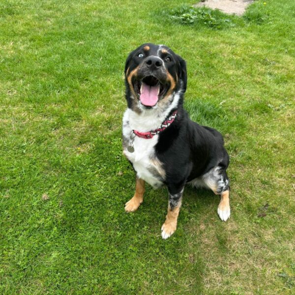 Harley, a 5 years old female Collie available for adoption from Mrs Murray's in Scotland