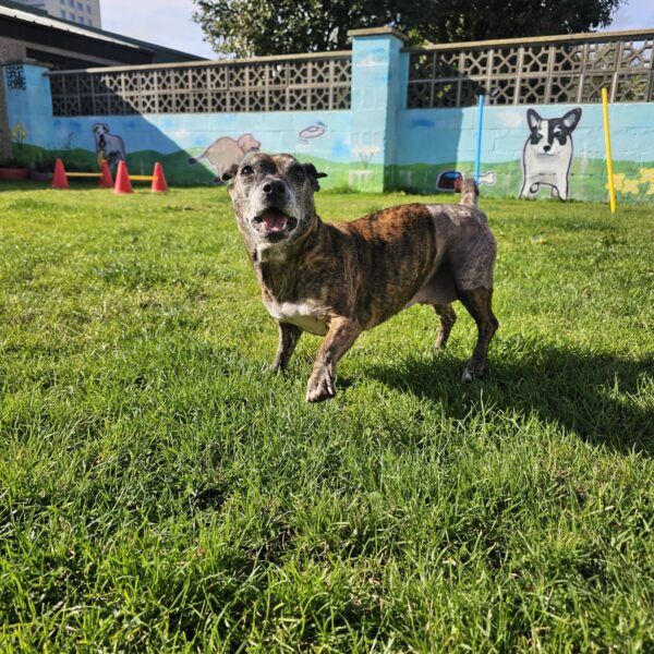 Pookee, a 7 years old female Jack Russell Terrier available for adoption from Mrs Murray's in Scotland