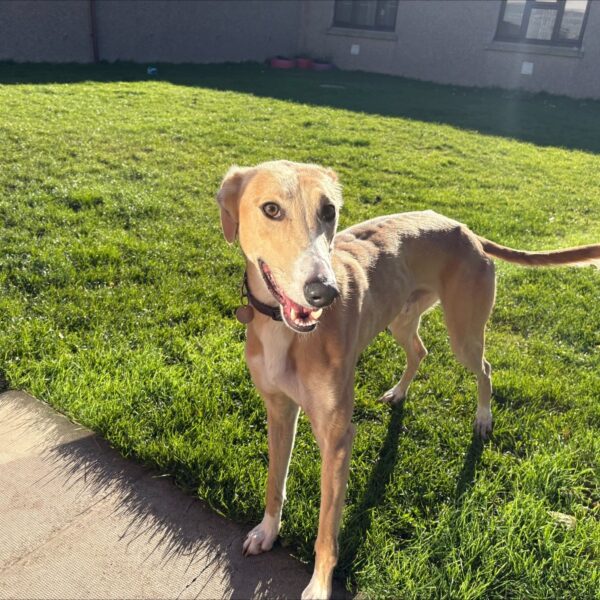Freddie, a 2 years old male Lurcher available for adoption from Mrs Murray's in Scotland