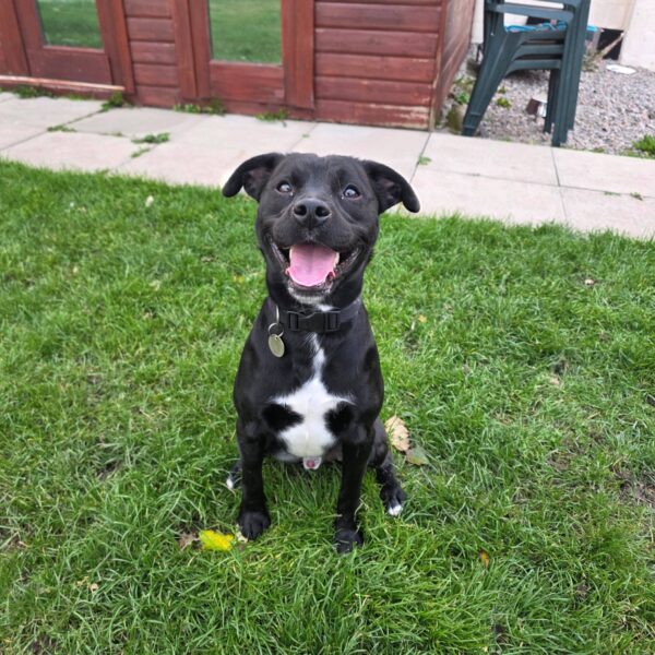 Kruger, a 1 year old male Staffordshire Bull Terrier X available for adoption from Mrs Murray's in Scotland