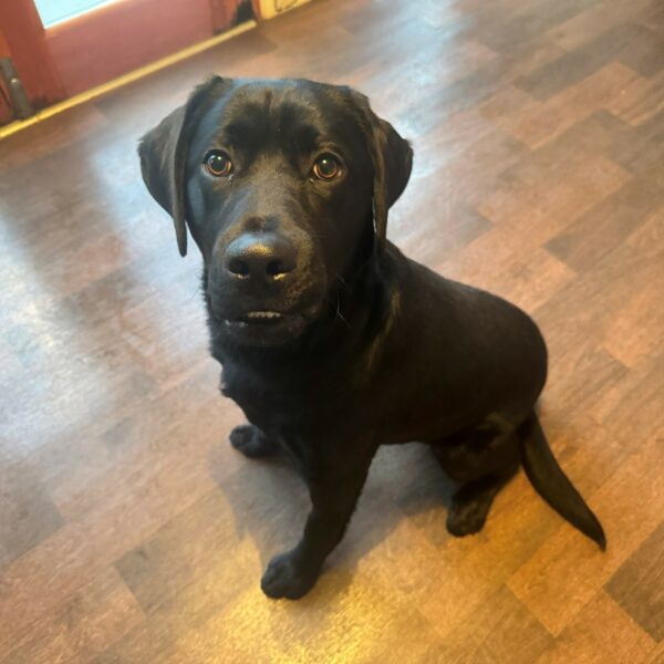 Max, a 2 years old male Labrador available for adoption from Mrs Murray's in Aberdeen, Scotland