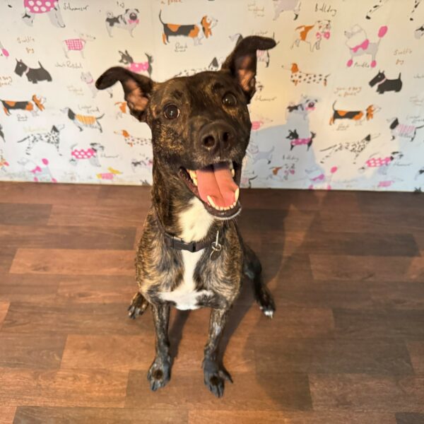 Rhudi, a 2 years old male Lurcher available for adoption from Mrs Murray's in Aberdeen, Scotland