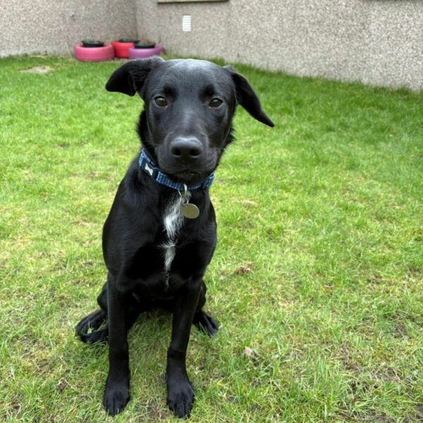 Dotty, a 6 months old female Collie x Labrador available for adoption from Mrs Murray's in Aberdeen, Scotland
