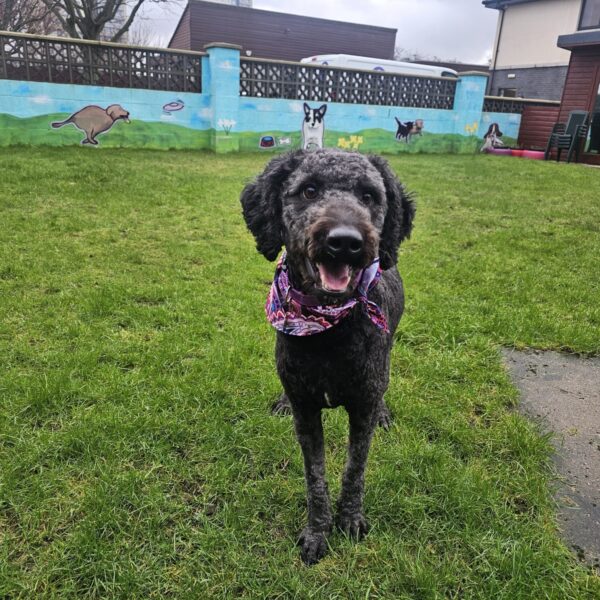 Maggie, a 1 year old female Labrador available for adoption from Mrs Murray's in Aberdeen, Scotland