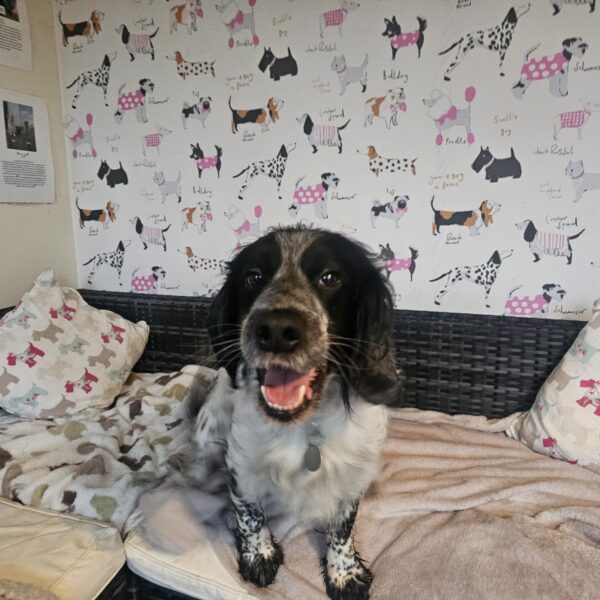 Rab, a 5 years old male Cocker Spaniel available for adoption from Mrs Murray's in Aberdeen, Scotland