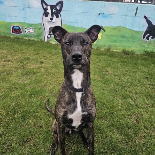 Rhudi, a 2 years old male Crossbreed available for adoption from Mrs Murray's in Aberdeen, Scotland