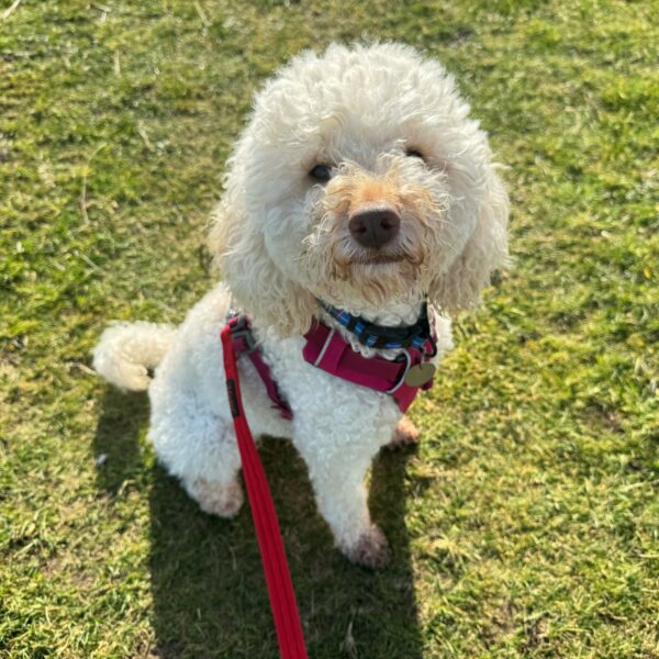 Dora, a 5 years old female Miniature Poodle available for adoption from Mrs Murray's in Aberdeen, Scotland