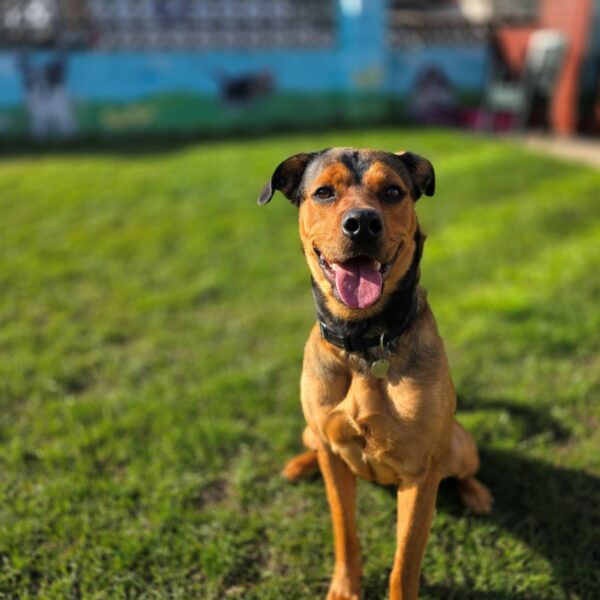 Hazel, a 2 years old female Unknown available for adoption from Mrs Murray's in Aberdeen, Scotland