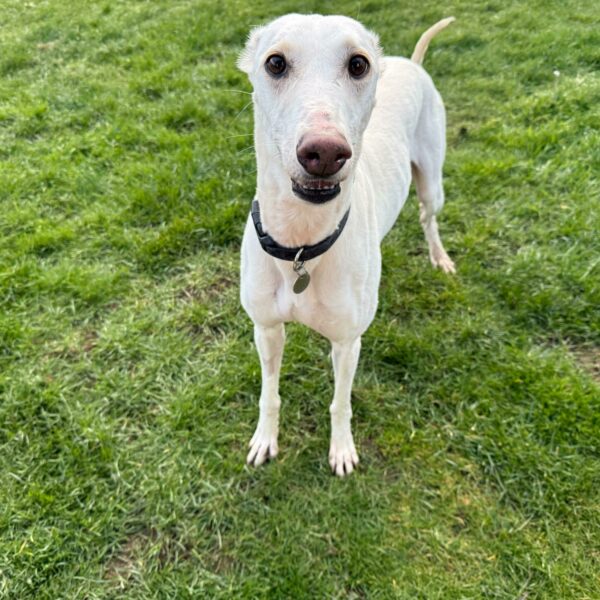 Sugar, a 2 years old female Crossbreed available for adoption from Mrs Murray's in Aberdeen, Scotland