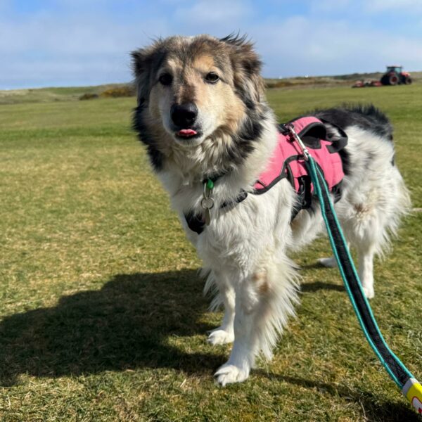 Calum, a 8 years old male Crossbreed available for adoption from Mrs Murray's in Scotland