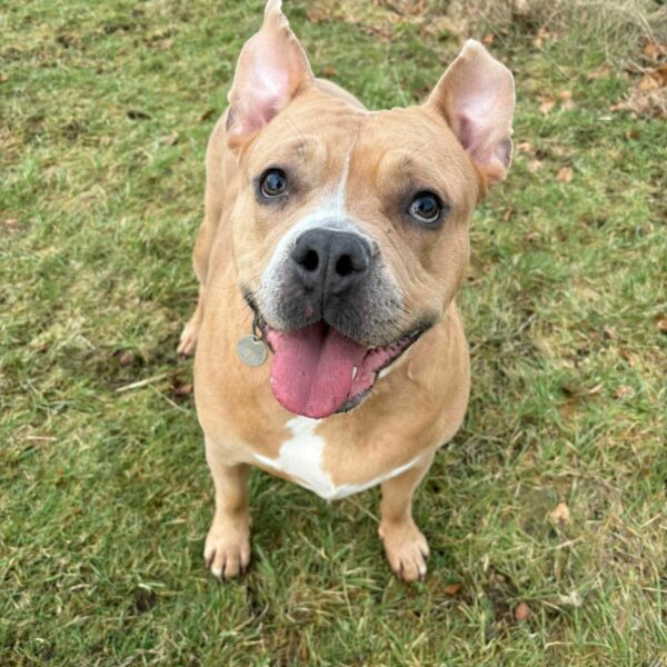 Freya, a 4 years old female Staffordshire Bull Terrier available for adoption from Mrs Murray's in Scotland