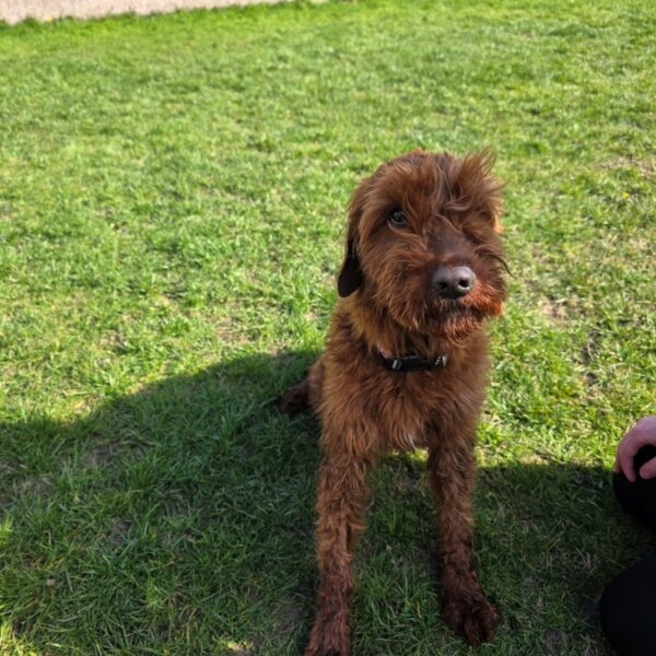 Leonard, a 5 years old male Unknown available for adoption from Mrs Murray's in Scotland