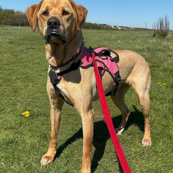 Mason, a 7 years old male Labrador x Boxer available for adoption from Mrs Murray's in Scotland