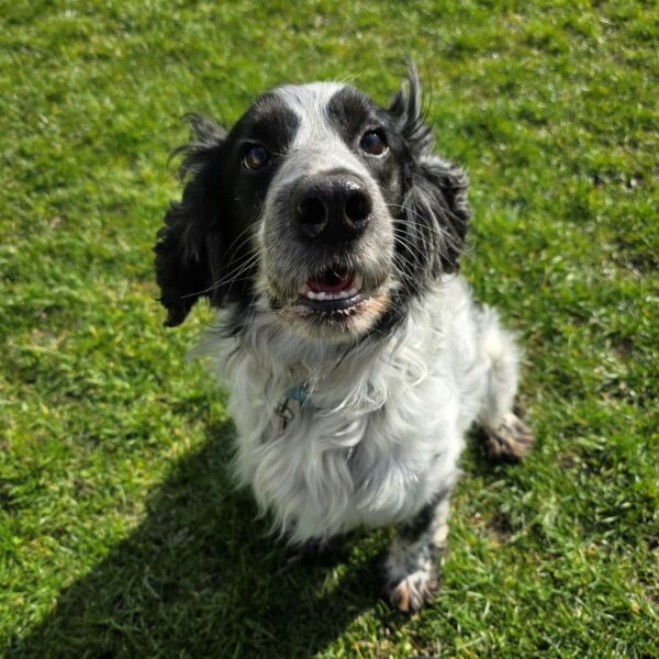 Rab, a 5 years old male Cocker Spaniel available for adoption from Mrs Murray's in Scotland