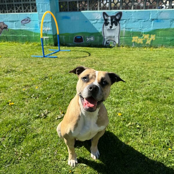Scotia, a 2 years old female Staffordshire Bull Terrier available for adoption from Mrs Murray's in Scotland