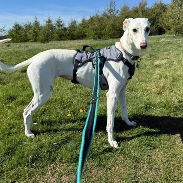 Scout, a 2 years old female Crossbreed available for adoption from Mrs Murray's in Scotland