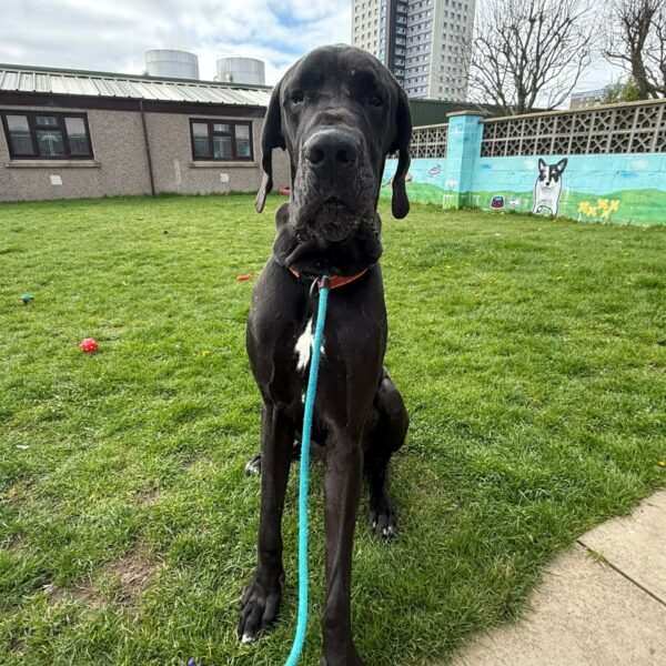 Thor, a 2 years old male Great Dane available for adoption from Mrs Murray's in Scotland