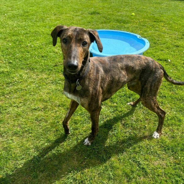 Diego, a 3 years old male Lurcher available for adoption from Mrs Murray's in Scotland