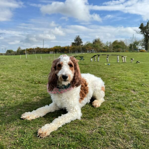Evie, a 4 years old female Unknown available for adoption from Mrs Murray's in Scotland