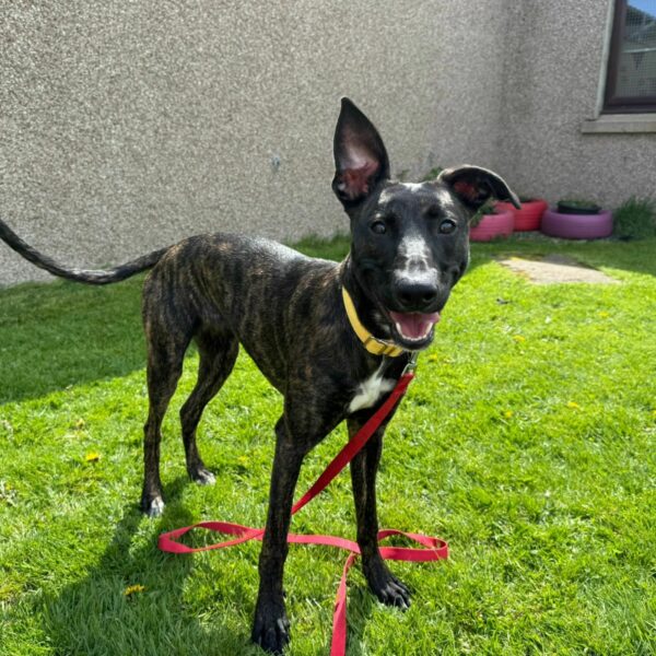 Patsy, a 2 years old female Crossbreed available for adoption from Mrs Murray's in Scotland