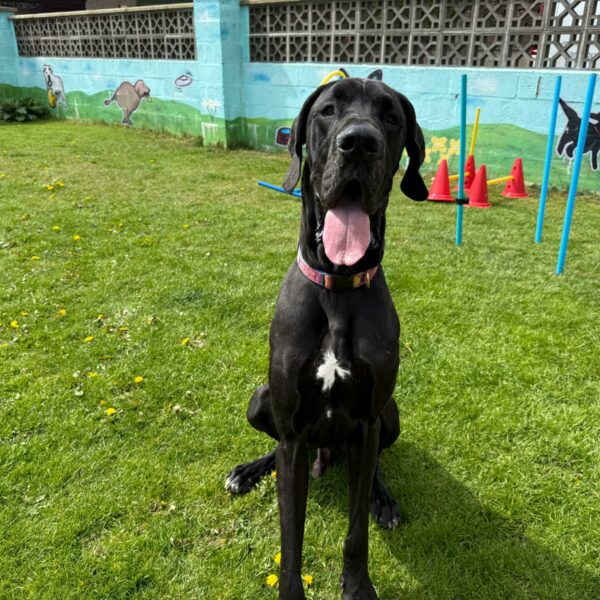 Thor, a 2 years old male Great Dane available for adoption from Mrs Murray's in Scotland