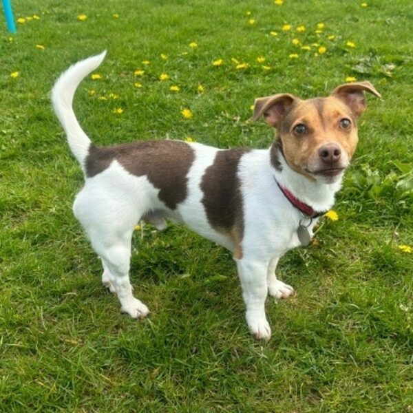 Bear, a 3 years old male Jack Russell Terrier available for adoption from Mrs Murray's in Scotland