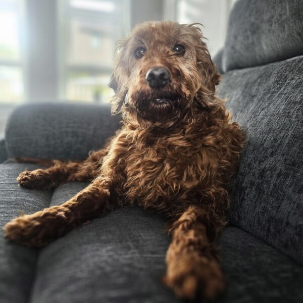 Jemima, a 9 years old female Unknown available for adoption from Mrs Murray's in Scotland