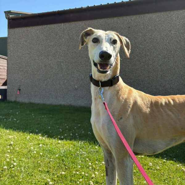 Stan, a 7 years old male Lurcher available for adoption from Mrs Murray's in Scotland