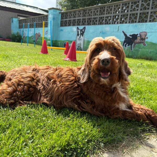 Tiff, a 6 years old female Poodle available for adoption from Mrs Murray's in Scotland