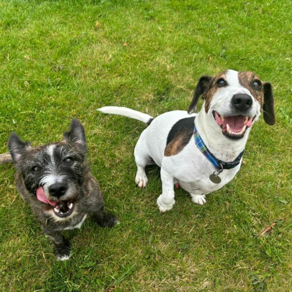 Hugo, a 9 years old male Jack Russell Terrier X Beagle available for adoption from Mrs Murray's in Scotland
