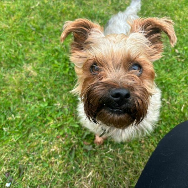 Max, a 4 years old male Yorkshire Terrier available for adoption from Mrs Murray's in Scotland