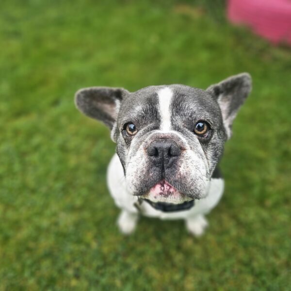 Chantelle, a 7 years old female French Bulldog X Pug available for adoption from Mrs Murray's in Tillydrone/Seaton/Old Aberdeen, Scotland
