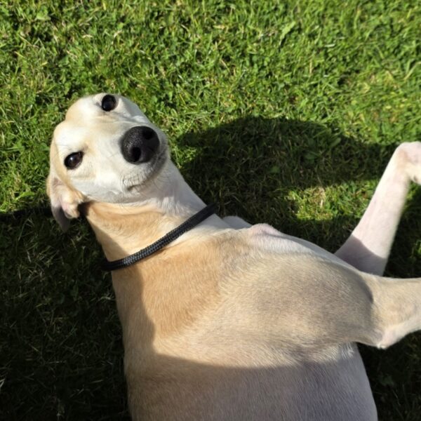 Lorne, a 1 year old male Lurcher available for adoption from Mrs Murray's in Scotland
