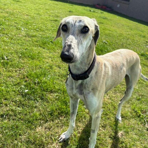 Sausage, a 2 years old female Lurcher available for adoption from Mrs Murray's in Scotland