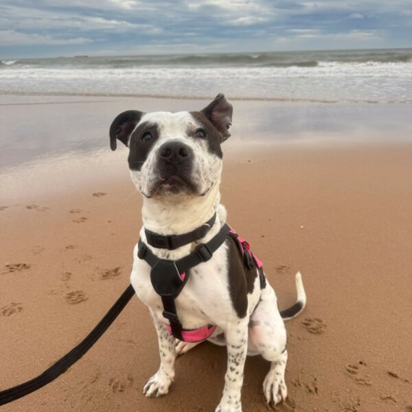 Bianca, a 2 years old female Staffordshire Bull Terrier available for adoption from Mrs Murray's in Aberdeen, Scotland