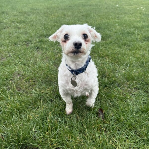 Bobby, a 7 years old male Maltese available for adoption from Mrs Murray's in Aberdeen, Aberdeen City