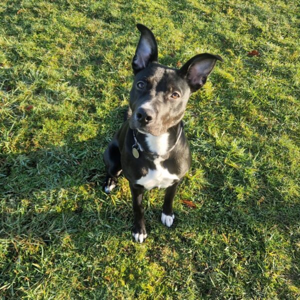 Ruby, a 2 years old female Staffordshire Bull Terrier X Collie available for adoption from Mrs Murray's in Aberdeen, Scotland