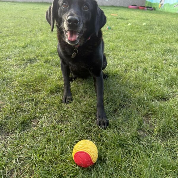 Fee, a 14 years old female Labrador available for adoption from Mrs Murray's in Aberdeen, Scotland