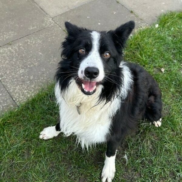 Keith, a Unknown old male Collie available for adoption from Mrs Murray's in Aberdeen, Scotland