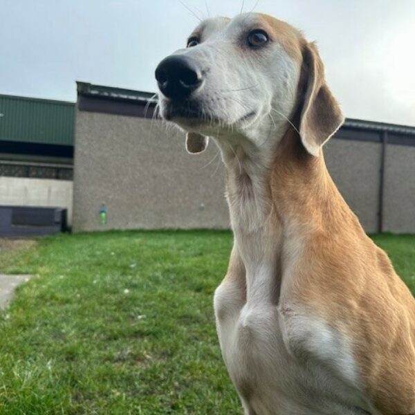 Rusty, a 2 years old male Lurcher available for adoption from Mrs Murray's in Aberdeen, Scotland