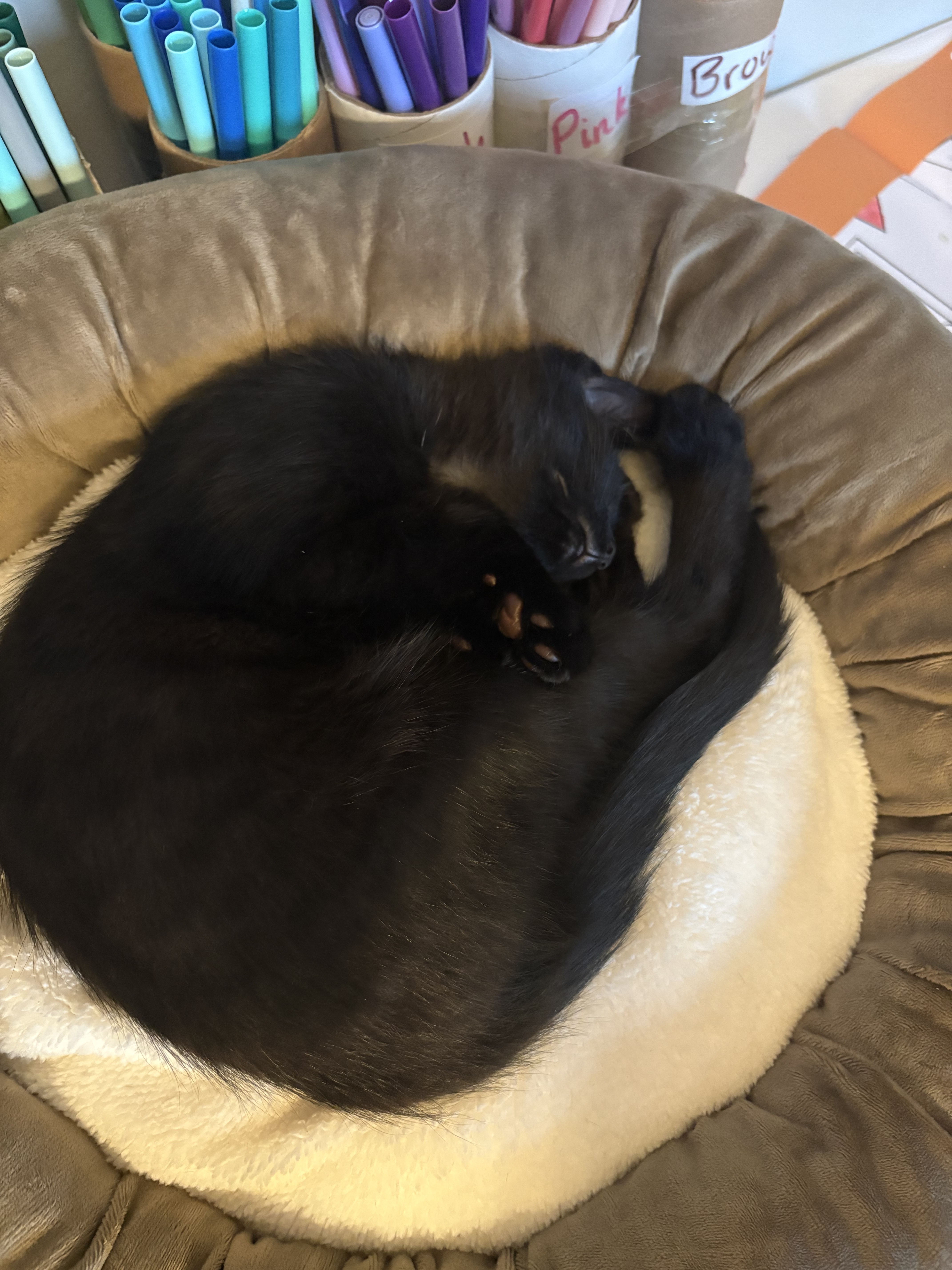 Jellybean4 26